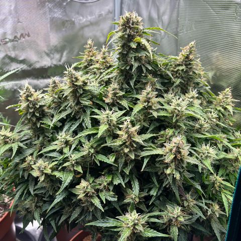 Cheese XL growlog timeline photo