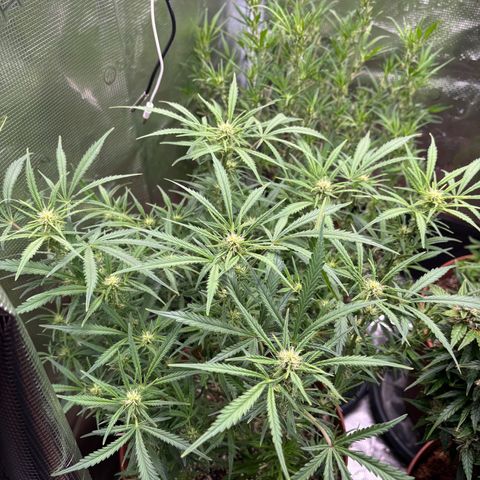 Amnesia Zkittlez Auto 1 growlog timeline photo