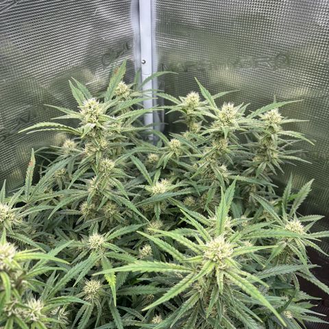 Amnesia Zkittlez Auto 1 growlog timeline photo
