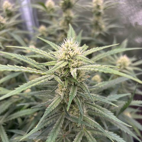Amnesia Zkittlez Auto 1 growlog timeline photo