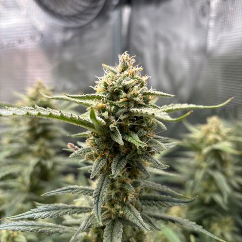 Amnesia Zkittlez Auto 1 growlog timeline photo