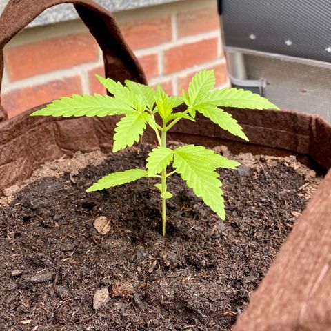 Biscotti Photoperiodisch growlog timeline photo