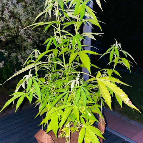 Biscotti Photoperiodisch growlog timeline photo