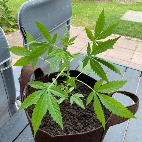 Biscotti Photoperiodisch growlog timeline photo