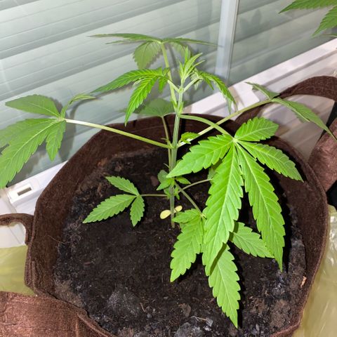 Biscotti Photoperiodisch growlog timeline photo