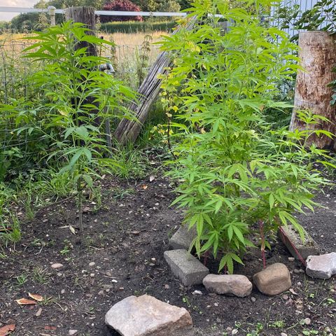 Biscotti Photoperiodisch growlog timeline photo