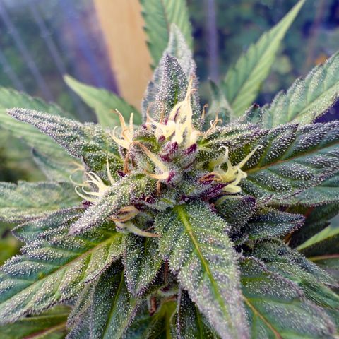 Biscotti Photoperiodisch growlog timeline photo