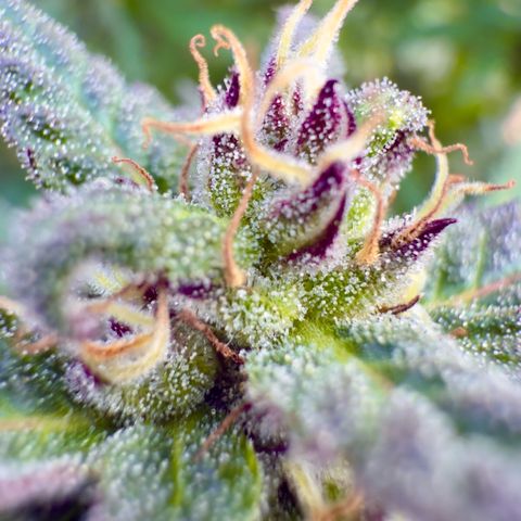 Biscotti Photoperiodisch growlog timeline photo