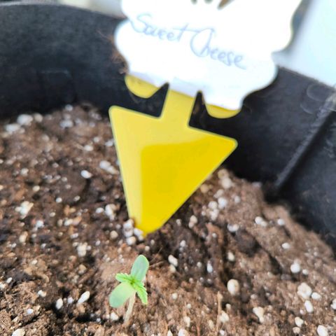 Sweet Cheese Auto growlog photo: Sonne 13-18Uhr 