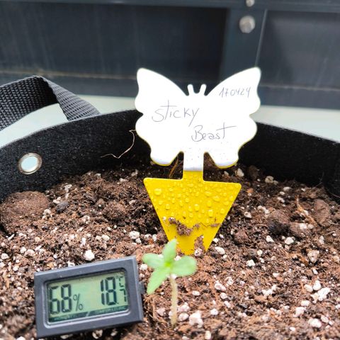 Sticky Beast Automatic growlog photo: 10grad draußen 
18grad unter der Sonne 