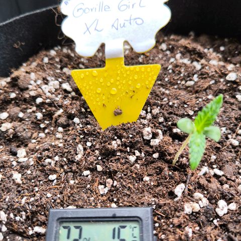 Gorilla Girl XL Auto growlog photo: 10grad draußen 
18grad im Topf 