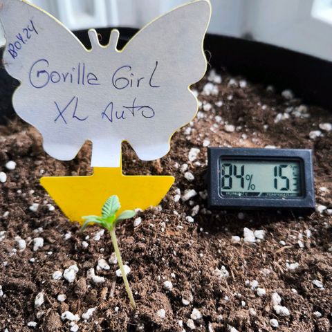 Gorilla Girl XL Auto growlog photo: Vor dem besprühen 