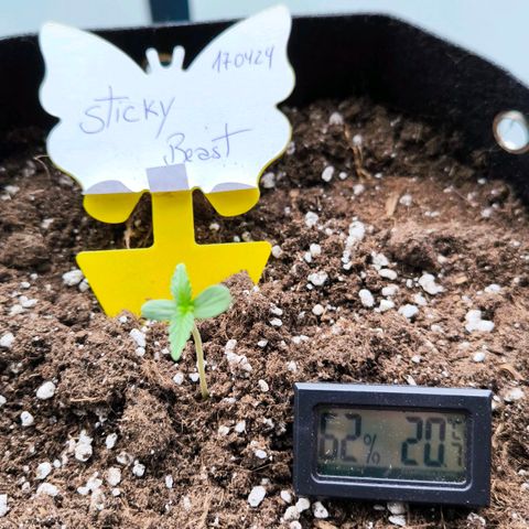 Sticky Beast Automatic growlog photo: Vor besprühen 