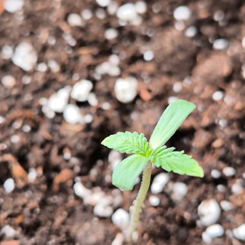 Sweet Cheese Auto growlog photo: Mangel? Nitro?