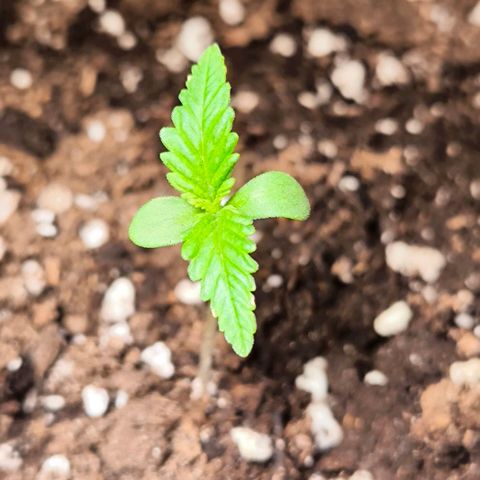 Gorilla Girl XL Auto growlog timeline photo