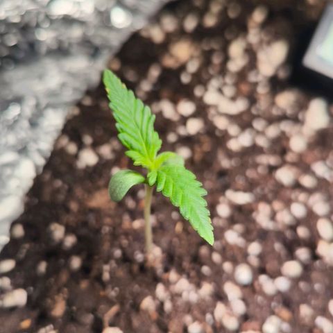 Gorilla Girl XL Auto growlog timeline photo