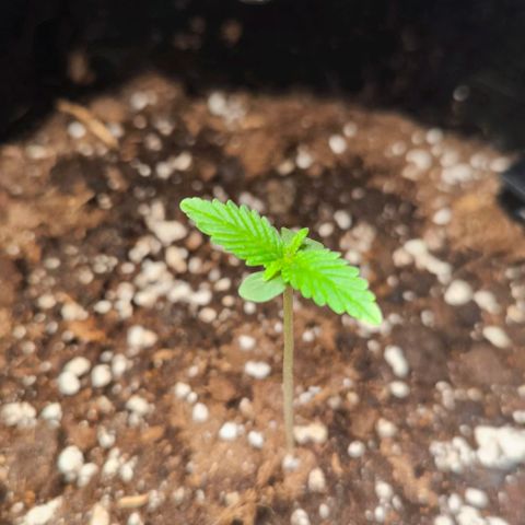 Sticky Beast Automatic growlog timeline photo
