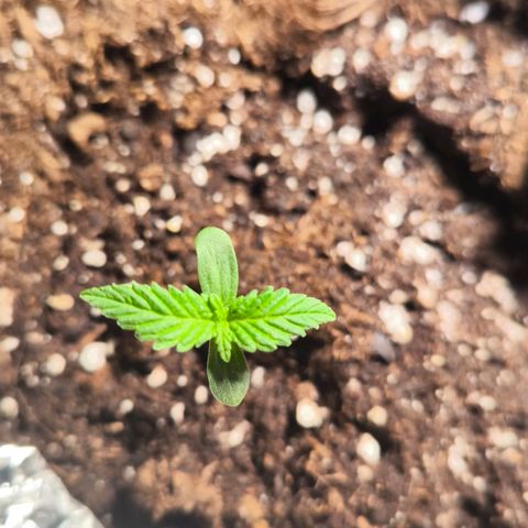 Sweet Cheese Auto growlog timeline photo