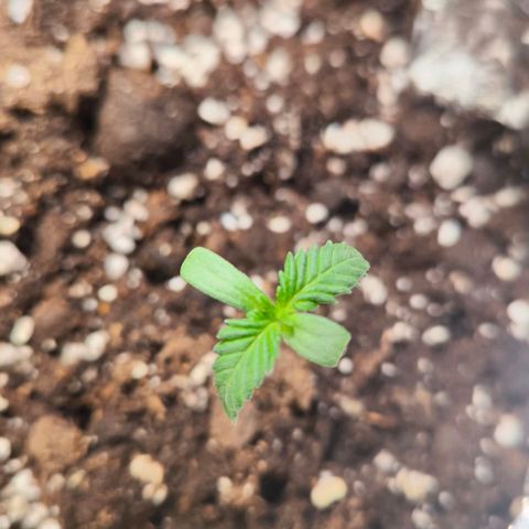 Sweet Cheese Auto growlog timeline photo