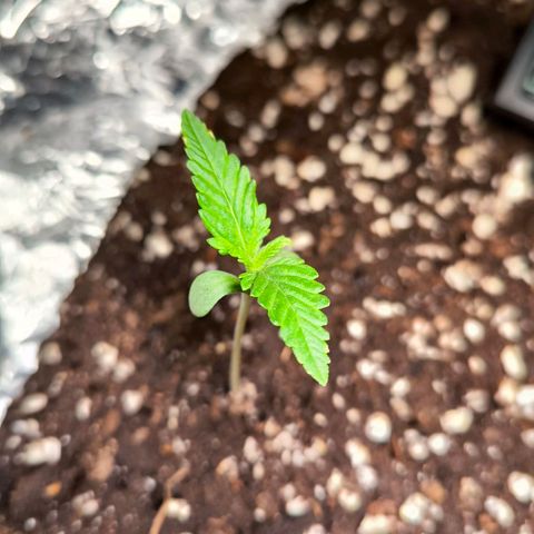 Gorilla Girl XL Auto growlog timeline photo