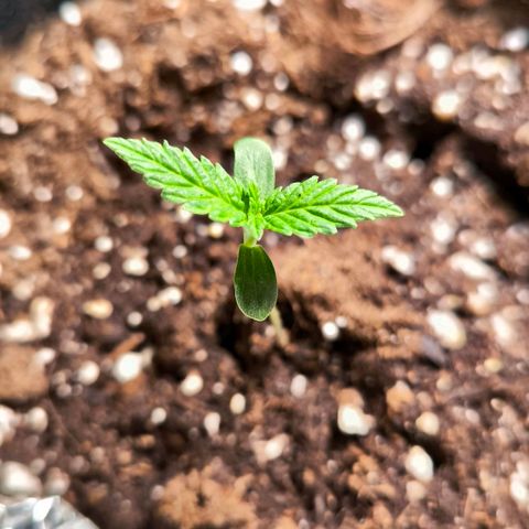 Sweet Cheese Auto growlog timeline photo