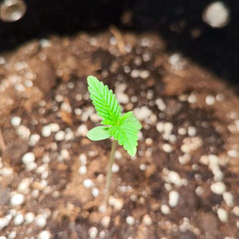 Sticky Beast Automatic growlog timeline photo