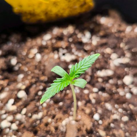Sweet Cheese Auto growlog timeline photo