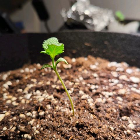 Gorilla Girl XL Auto growlog timeline photo