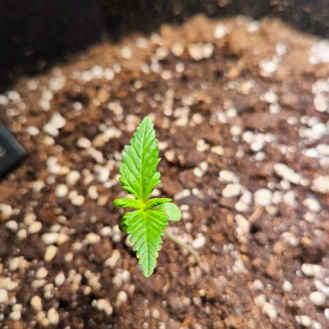 Gorilla Girl XL Auto growlog timeline photo