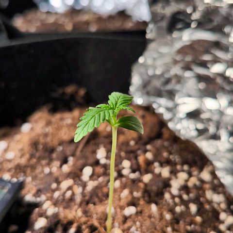 Sticky Beast Automatic growlog timeline photo
