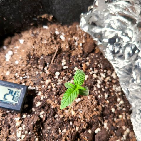 Sticky Beast Automatic growlog timeline photo