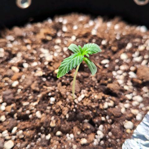 Sweet Cheese Auto growlog timeline photo