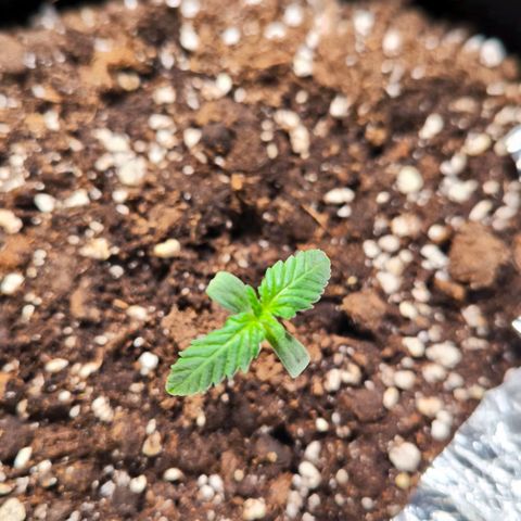 Sweet Cheese Auto growlog timeline photo