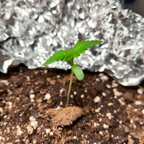 Sweet Cheese Auto growlog timeline photo