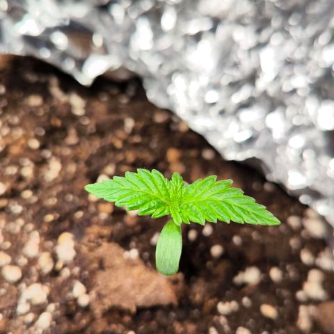 Sweet Cheese Auto growlog timeline photo