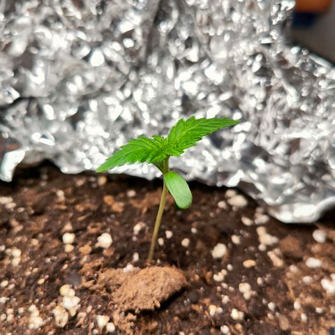 Sweet Cheese Auto growlog timeline photo