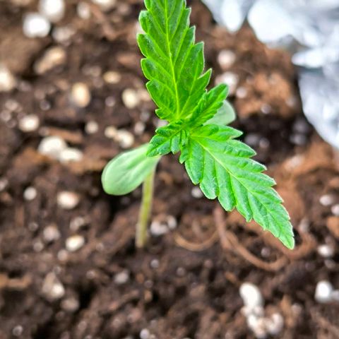 Sweet Cheese Auto growlog timeline photo