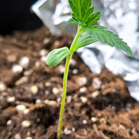Sweet Cheese Auto growlog timeline photo