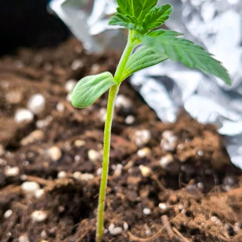 Sweet Cheese Auto growlog timeline photo