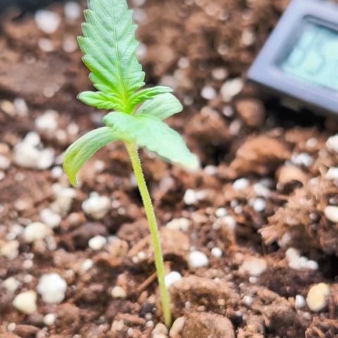 Sweet Cheese Auto growlog timeline photo