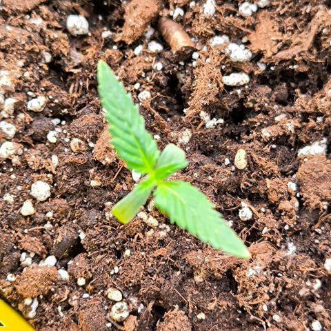 Sweet Cheese Auto growlog timeline photo