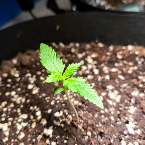 Gorilla Girl XL Auto growlog timeline photo