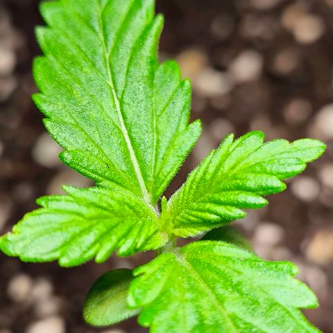 Gorilla Girl XL Auto growlog timeline photo