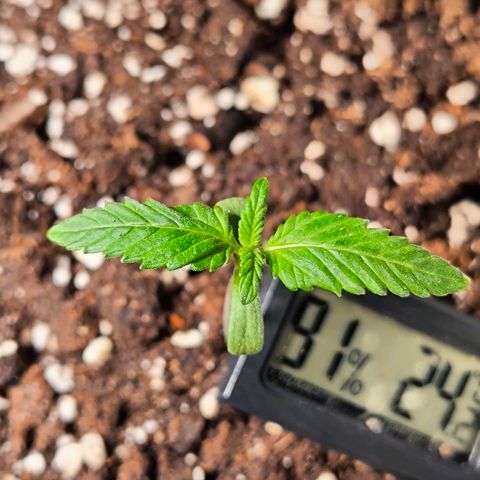 Sweet Cheese Auto growlog timeline photo