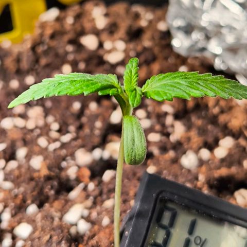 Sweet Cheese Auto growlog timeline photo
