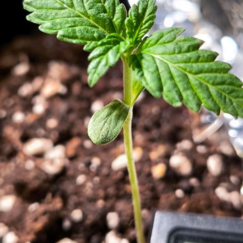 Sweet Cheese Auto growlog timeline photo