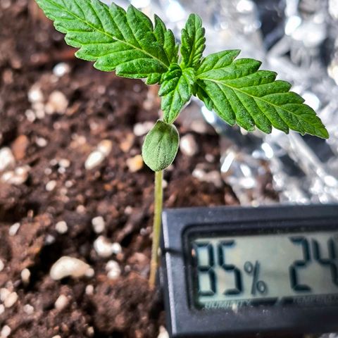 Sweet Cheese Auto growlog timeline photo