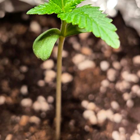Sticky Beast Automatic growlog timeline photo