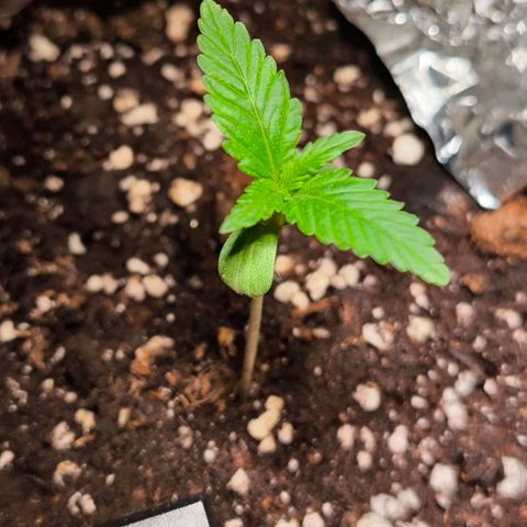 Sticky Beast Automatic growlog timeline photo