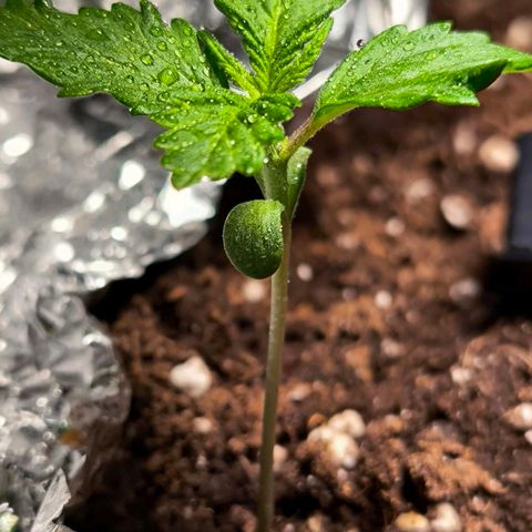Gorilla Girl XL Auto growlog timeline photo